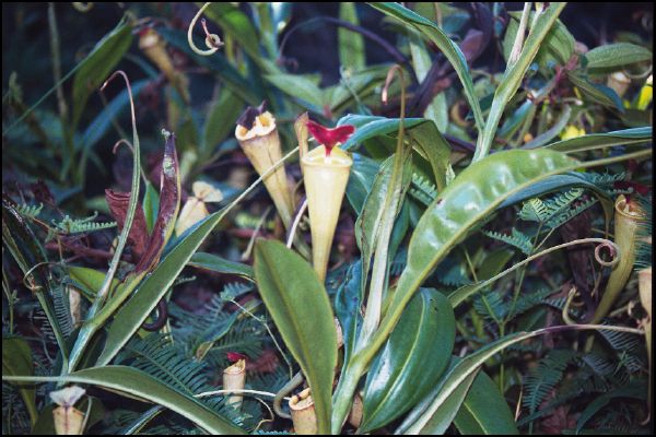 Pitcher Plant