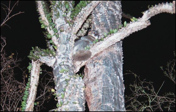 Lepilemur at night