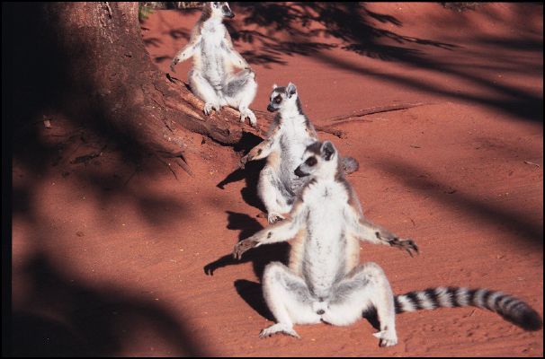 Ringtailed Lemurs in Berenty