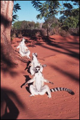 Ringtailed Lemurs in Berenty