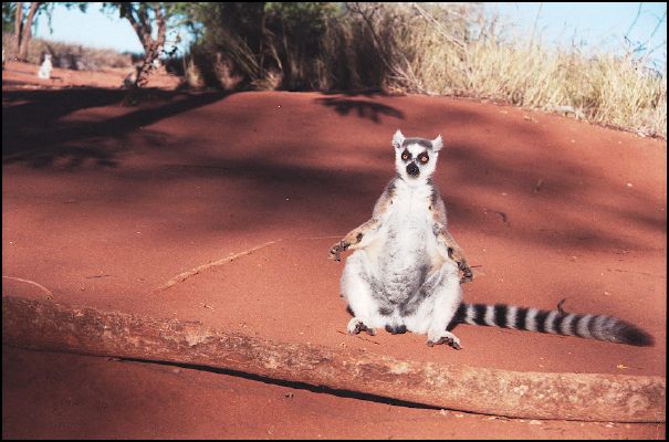 Ringtailed Lemur