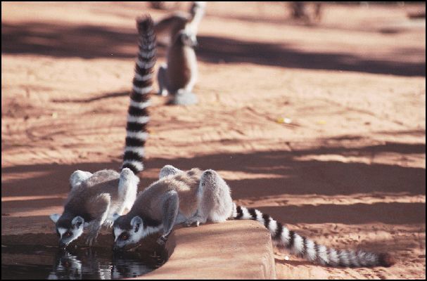 Drinking Ringtailed Lemurs