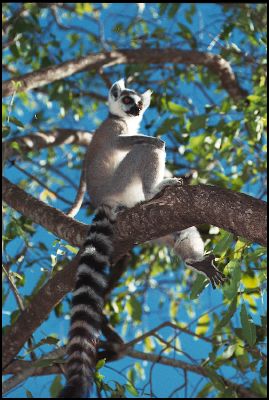 Sitting Ringtailed Lemur