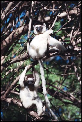 Sifaka in Berenty