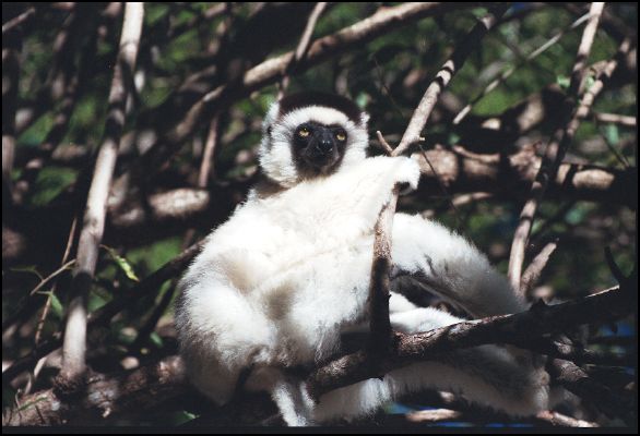 Sifaka