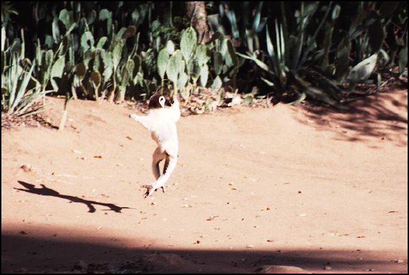 'Dancing' Sifaka