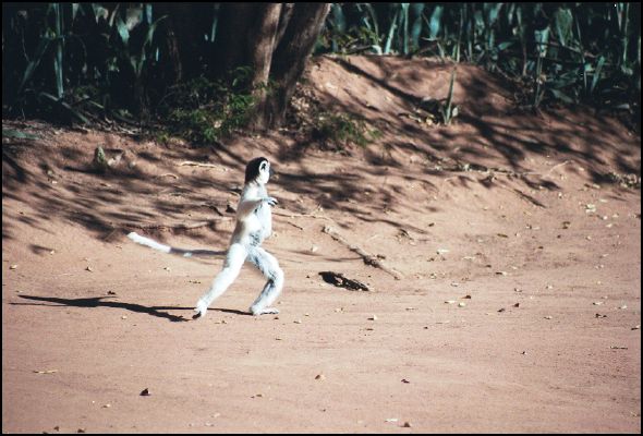 'Dancing' Sifaka