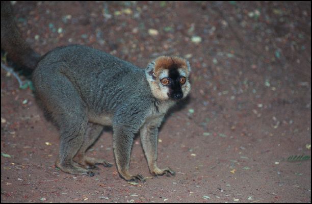 Brown Lemur