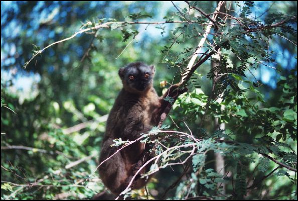 Brown Lemur