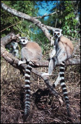 Ringtailed Lemurs