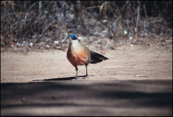 Crested Coua