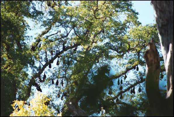 Flying Foxes