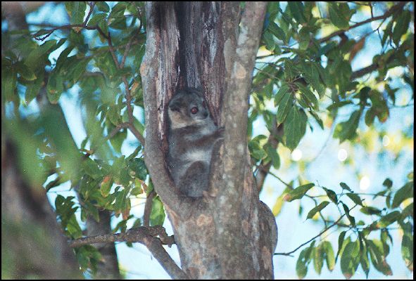 LepiLemur