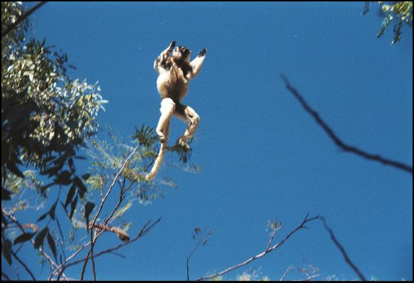 Jumping Sifaka